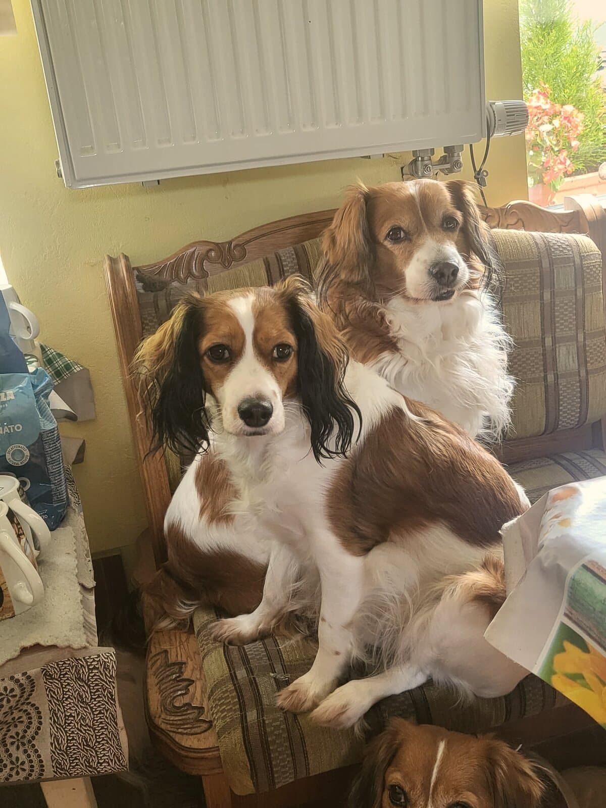Zwei Kooikerhondje entspannt zuhause