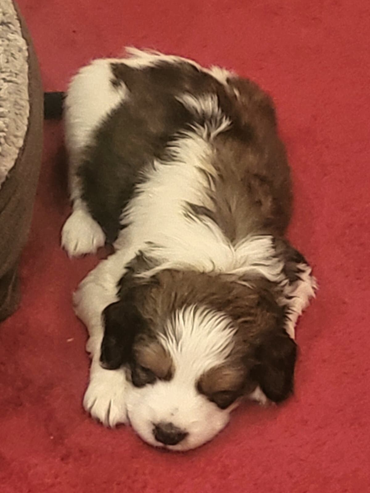 Familienhund durch und durch