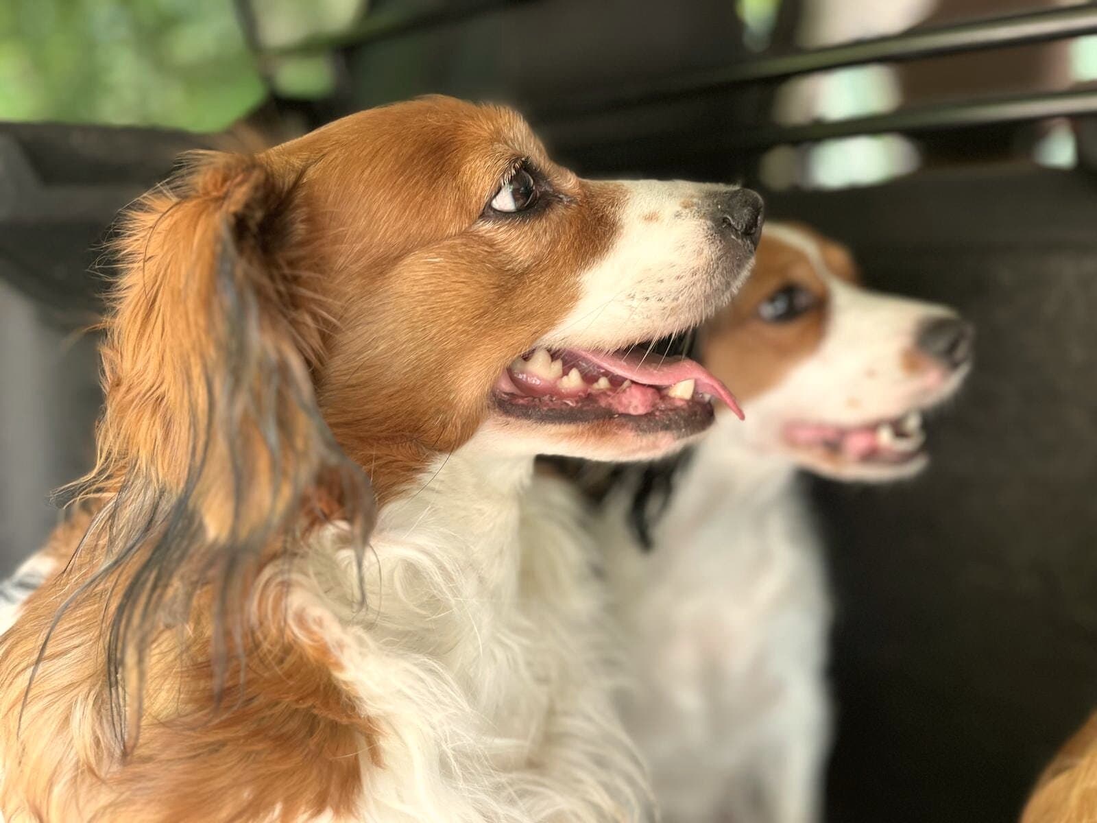 Zwei erwachsene Kooikerhondje im Profil