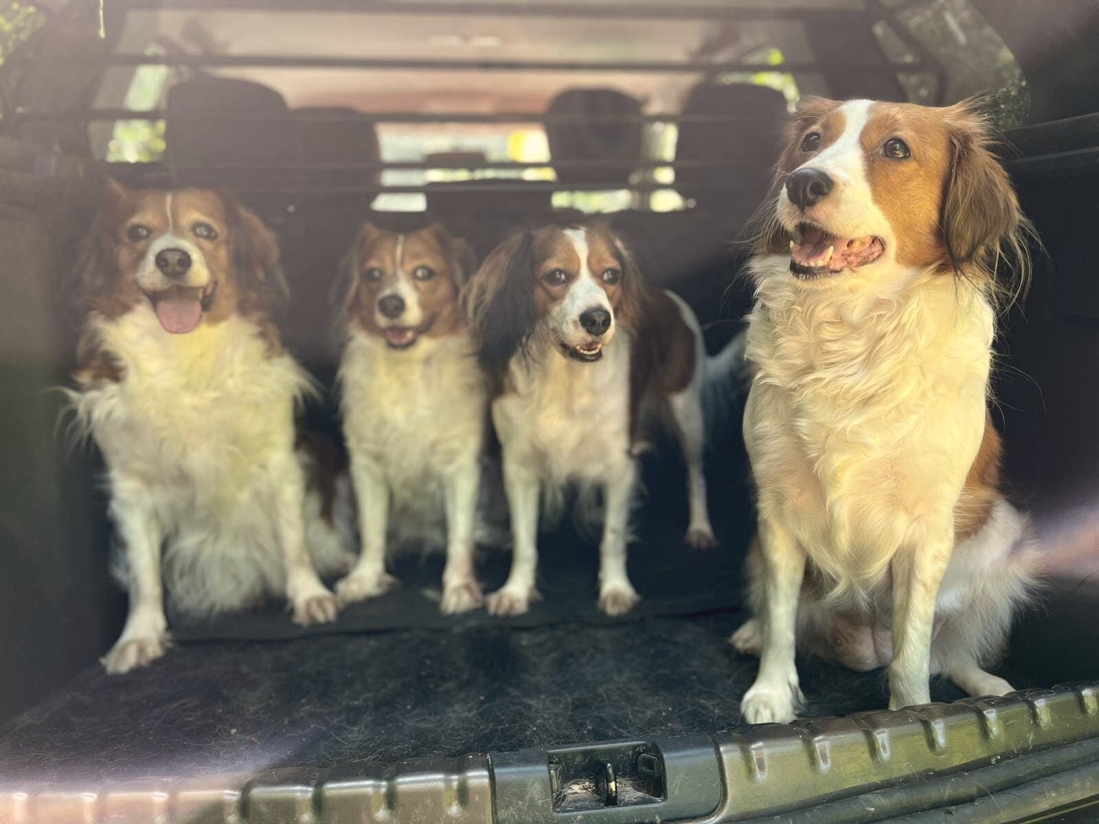 Kooikerhondje-Rudel unterwegs auf einem Ausflug