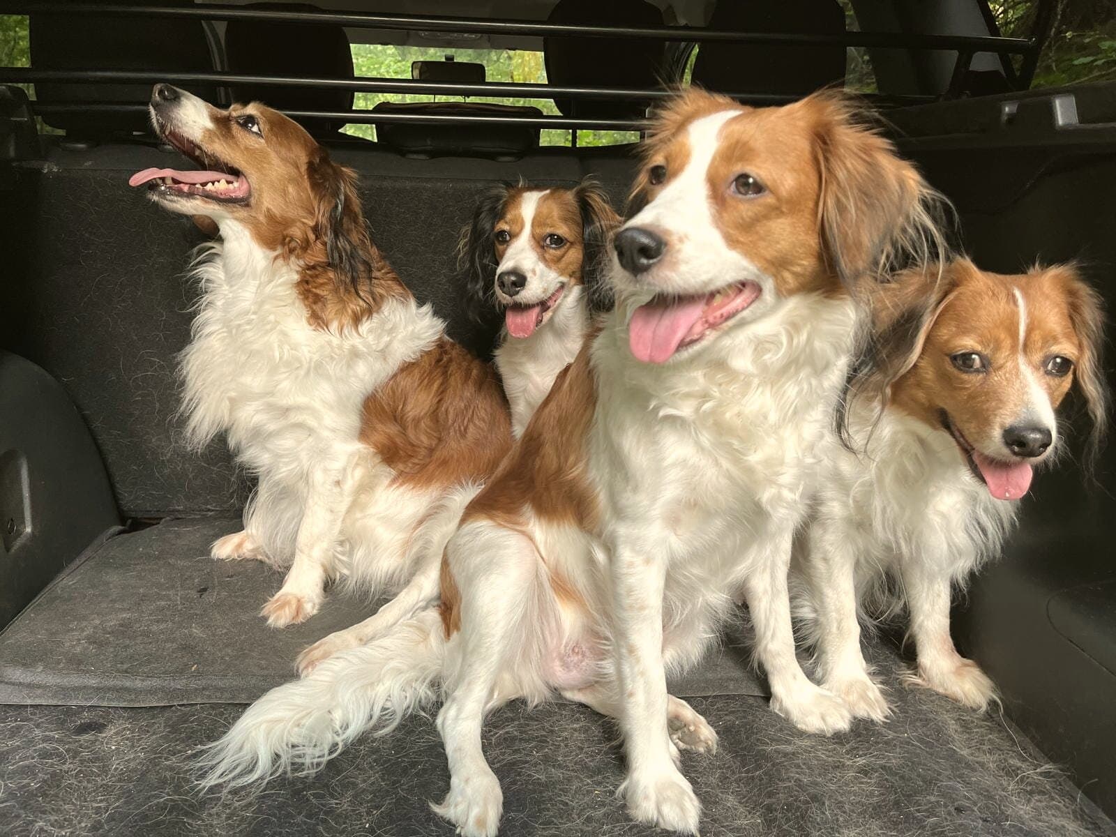 Unsere Kooikerhondje-Familie