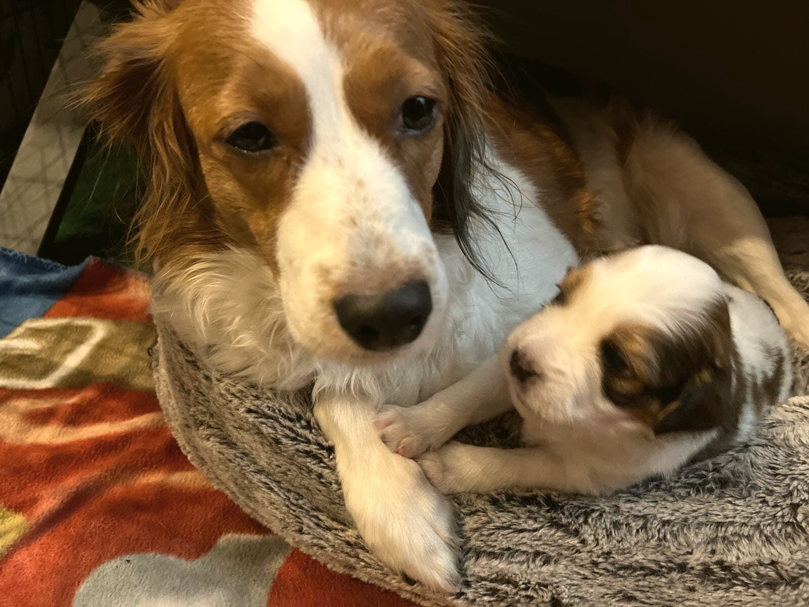 Kooikerhondje-Hündin mit Welpe