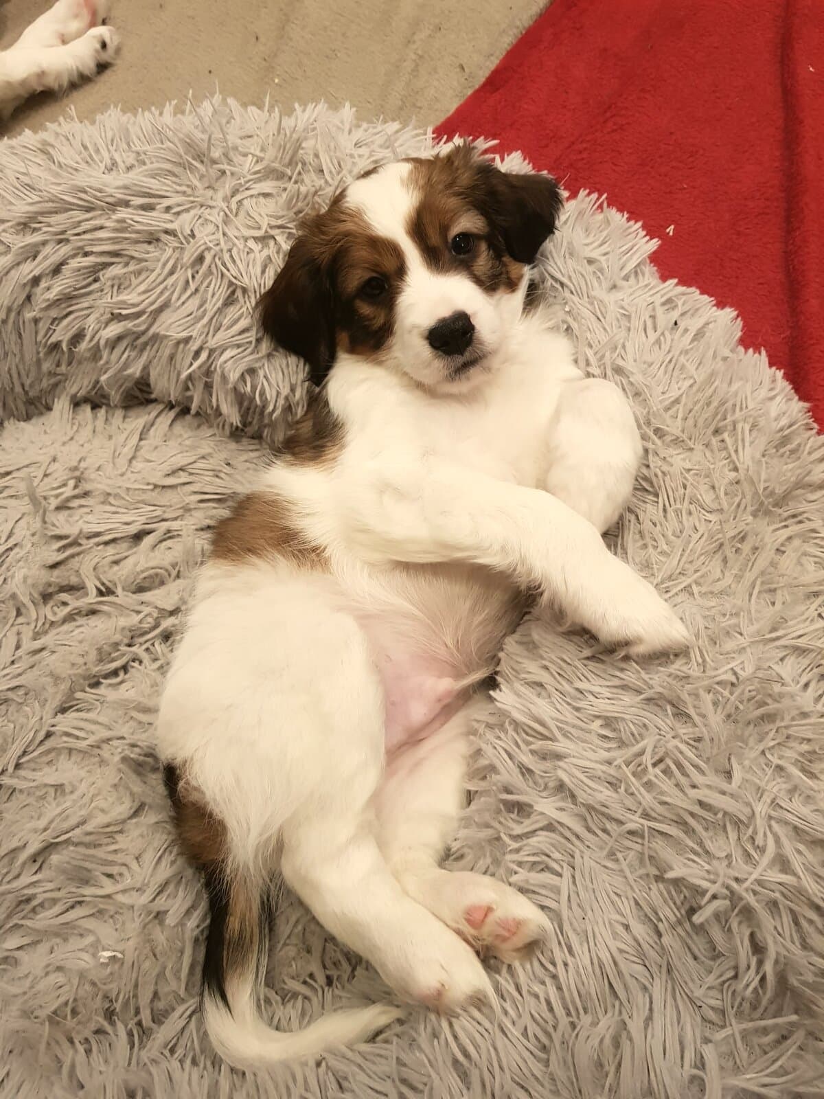Flauschiger Kooikerhondje-Welpe im Abendlicht