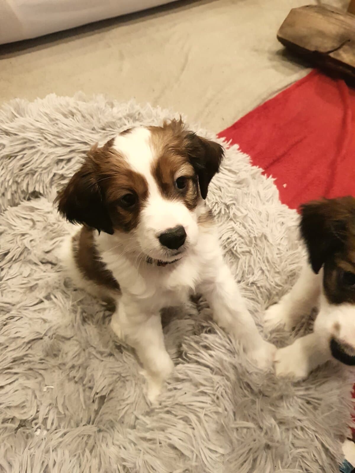 Kooikerhondje-Welpe kuschelt sich ins Körbchen