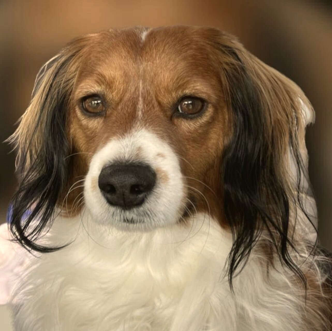 Kooikerhondje-Porträt mit typischen schwarzen Ohrspitzen