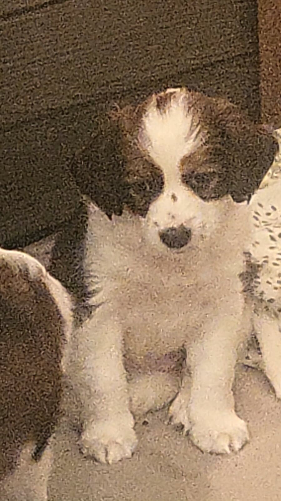 Kooikerhondje-Welpe erkundet den Teppich