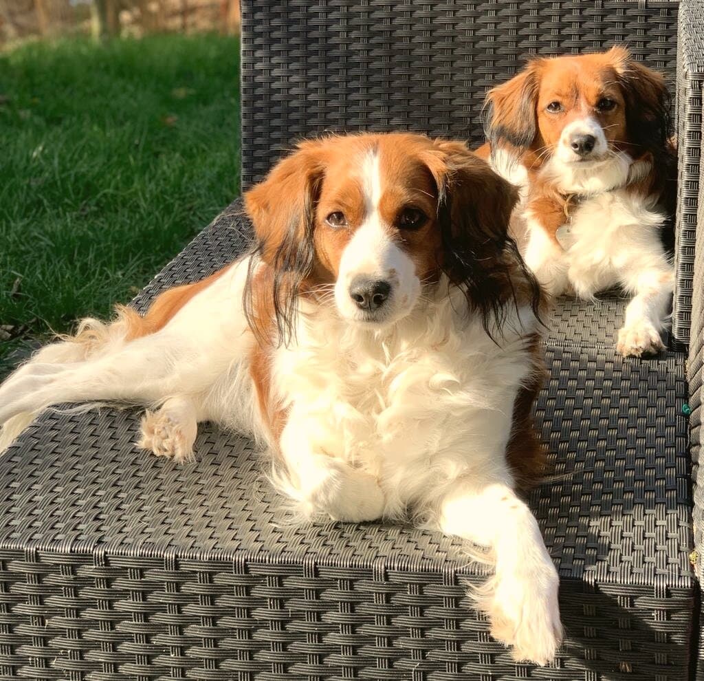 Zwei erwachsene Kooikerhondje im Garten