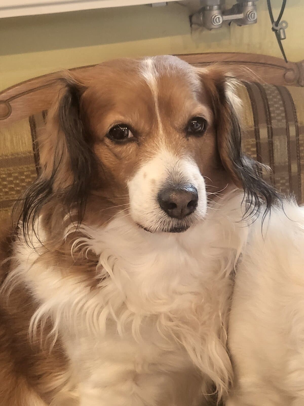 Kooikerhondje entspannt auf einem Sessel